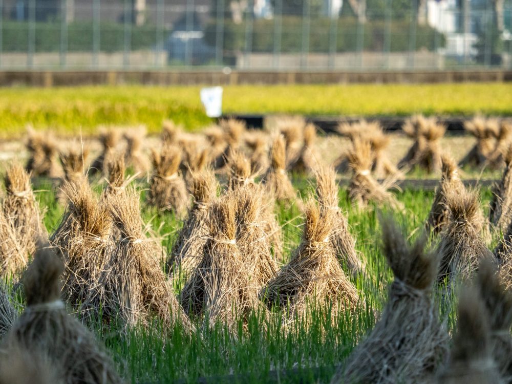 bundles-dried-rice-stalk-rows-after-harvest-japanese-rice-field-sunny-day-min