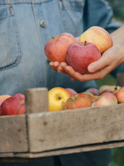 Senior with box of apple. Brunette in a blue shirt. Grandfather with grandaughter.
