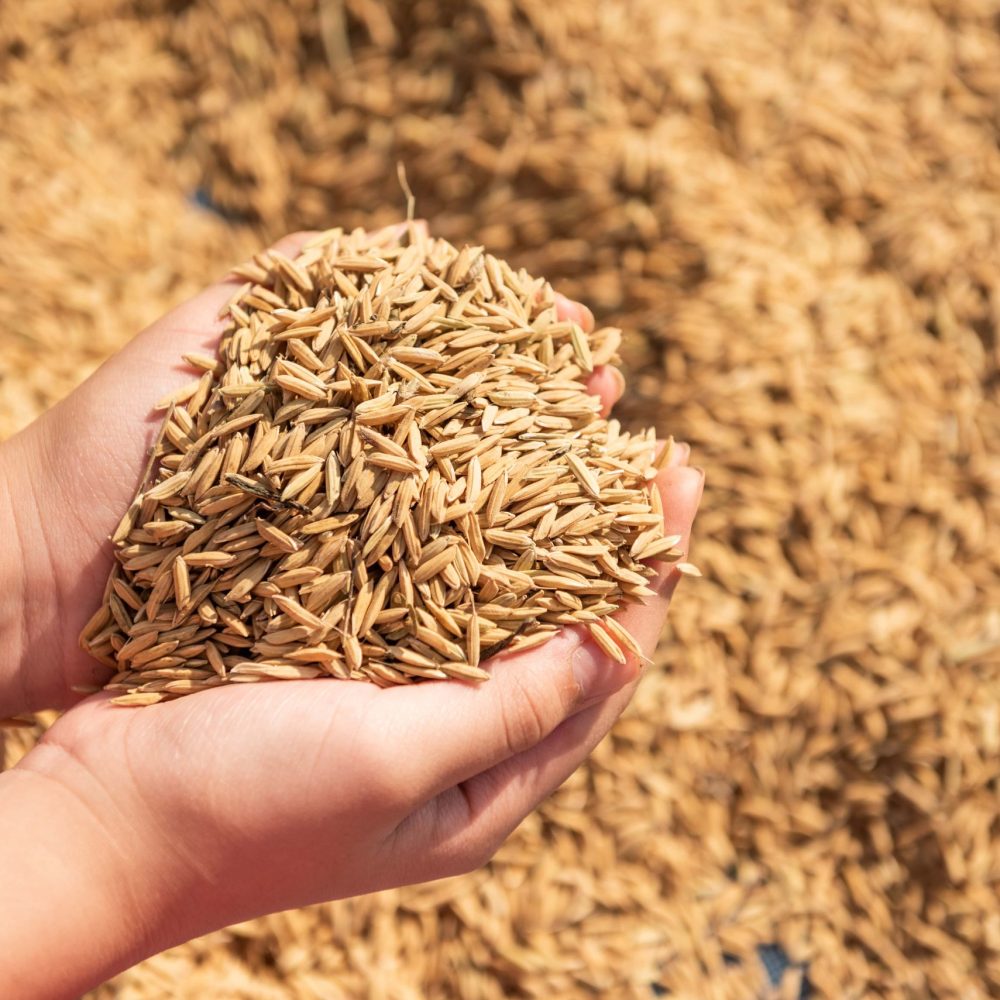 paddy-harvest-golden-yellow-paddy-hand-farmer-carrying-paddy-hand-rice-min