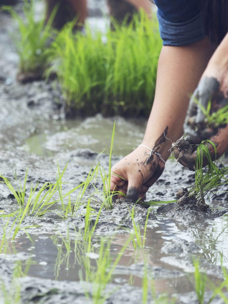 planting-organic-rice-farmland-min