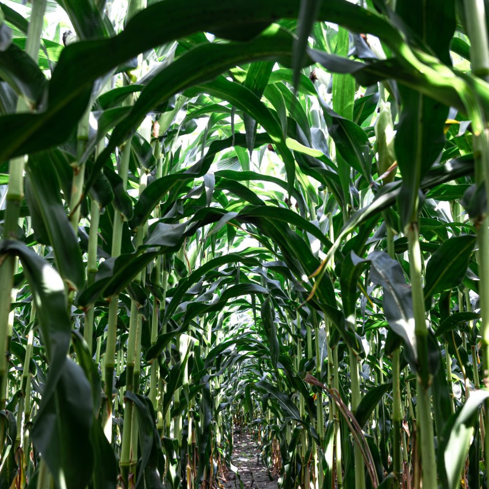 Young green corn growing on the field, background. Texture from young plants of corn, green background.